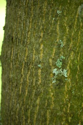 Tilia platyphyllos - lípa velkolistá - kůra